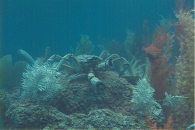 20,000 Leagues Under the Sea crab