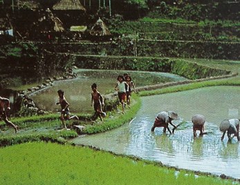 Symbiosis rice paddy