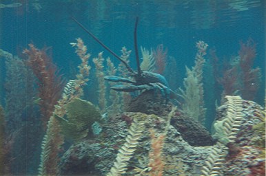 20,000 Leagues Under the Sea lobster