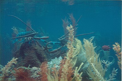 20,000 Leagues Under the Sea fighting lobsters