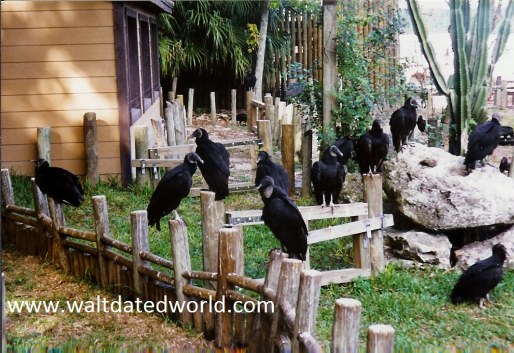 Walt Disney World Discovery Island vultures