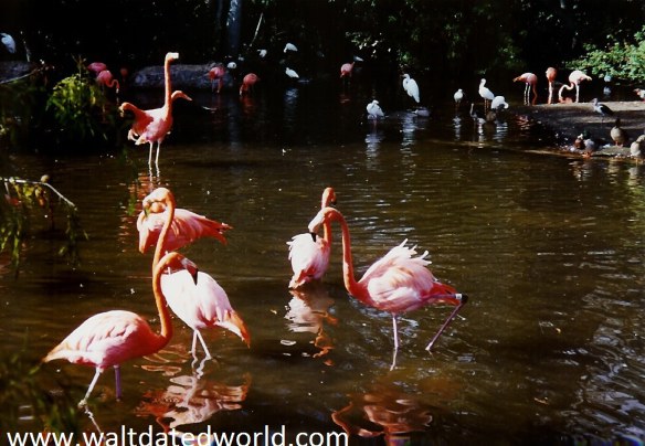 Walt Disney World Discovery Island flamingos